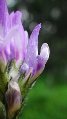 Astragalus agrestis