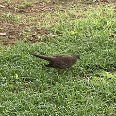 Streptopelia chinensis