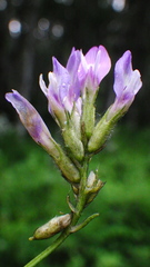 Astragalus agrestis