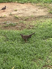 Streptopelia chinensis