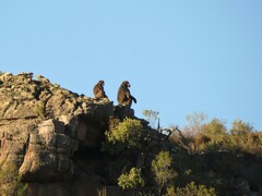 Papio ursinus ursinus