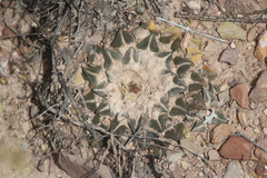 Ariocarpus kotschoubeyanus