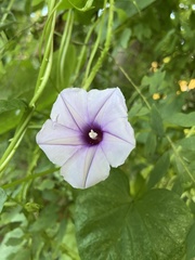 Ipomoea muricata