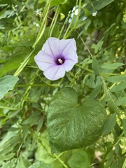 Ipomoea muricata