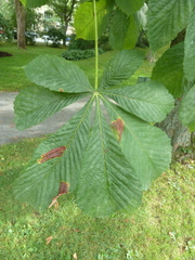 Aesculus hippocastanum