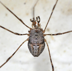 Dicranopalpus caudatus