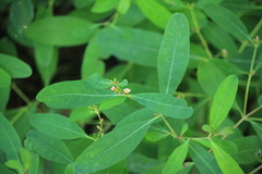 Hypericum walteri