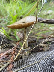 Bolbitius aleuriatus