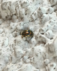 Deloyala lecontei