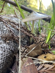 Bolbitius aleuriatus