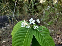 Holarrhena pubescens