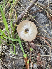 Bolbitius aleuriatus