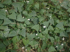 Zehneria cunninghamii