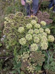 Angelica triquinata