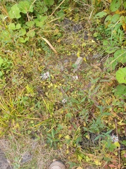 Symphyotrichum novi-belgii novi-belgii