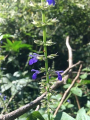 Salvia longispicata