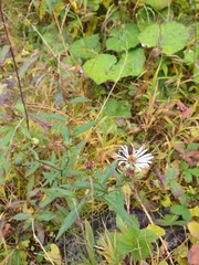 Symphyotrichum novi-belgii novi-belgii