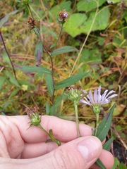 Symphyotrichum novi-belgii novi-belgii