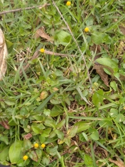 Rorippa indica