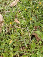 Rorippa indica