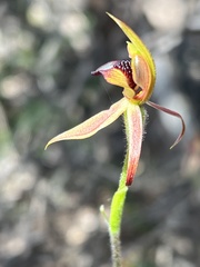 Caladenia tessellata