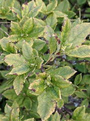 Rhododendron pilosum