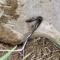 Hemiergis talbingoensis