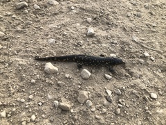 Ambystoma tigrinum