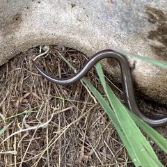 Hemiergis talbingoensis