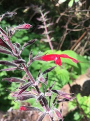 Salvia longistyla