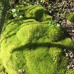 Grimmiaceae