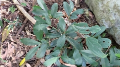 Ardisia cornudentata