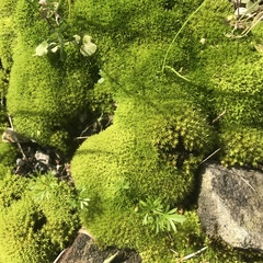Grimmiaceae