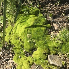 Grimmiaceae
