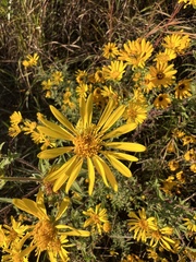 Heterotheca camporum