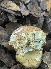 Caloboletus marshii