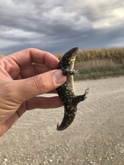 Ambystoma tigrinum