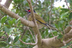 Sphecotheres vieilloti