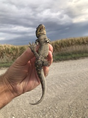 Ambystoma tigrinum
