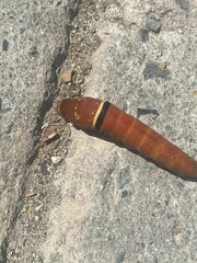 Papilio multicaudata