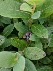 Vaccinium pallidum