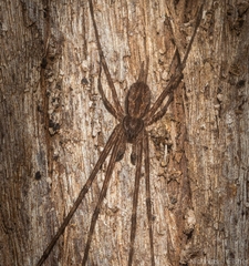 Tamopsis fickerti