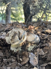 Caloboletus marshii