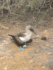 Sula nebouxii excisa