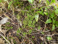 Rosulabryum