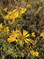 Heterotheca camporum