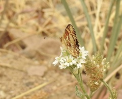 Phyciodes mylitta