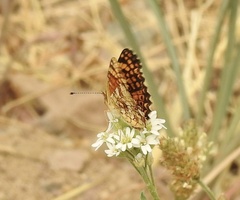 Phyciodes mylitta