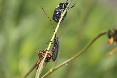 Stenaspis verticalis