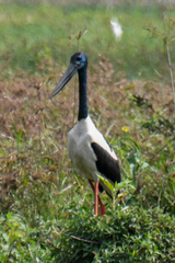 Ephippiorhynchus asiaticus